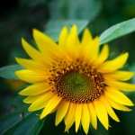 Beautiful Sunflower hd