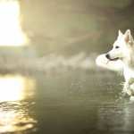 Berger Blanc Suisse high definition wallpapers
