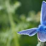 Blue Butterfly free download