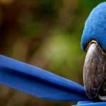 Blue Parrot hd