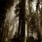 Dark Forest high definition wallpapers