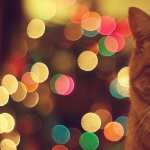 Ginger Cat wallpapers hd