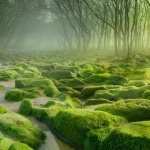 Green Forest pic