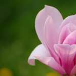 Pink Magnolia Flower hd pics