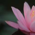 Pink Water Lily hd wallpaper