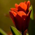 Red Tulip Bokeh photo