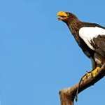 Steller s sea eagle wallpapers for iphone