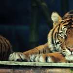 Sumatran Tiger images