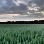 Sunset In The Wheat Field pic