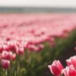 Tulips Field background