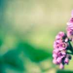 Violet Flowers widescreen