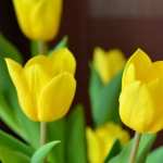 Yellow Tulips 1080p