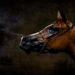 Arabian Horse high definition photo