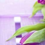 Purple Tulips photo