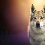 Wolfdog desktop