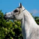 Arabian Horse free