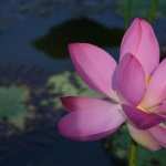 Lotus Flower background