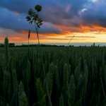 Sunset In The Wheat Field wallpaper