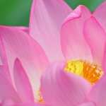Lotus Flower high quality wallpapers
