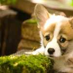 Corgi full hd