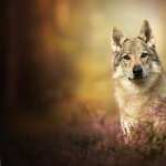 Wolfdog download wallpaper