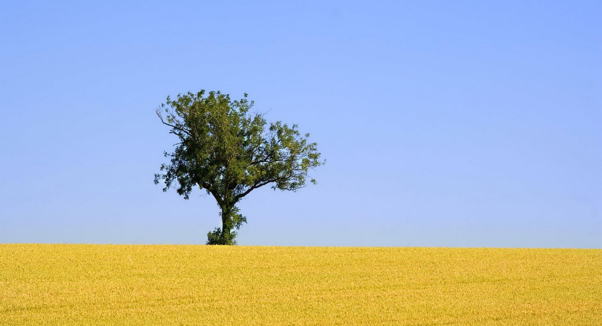 Alone Tree HD at 640 x 960 iPhone 4 size wallpapers HD quality