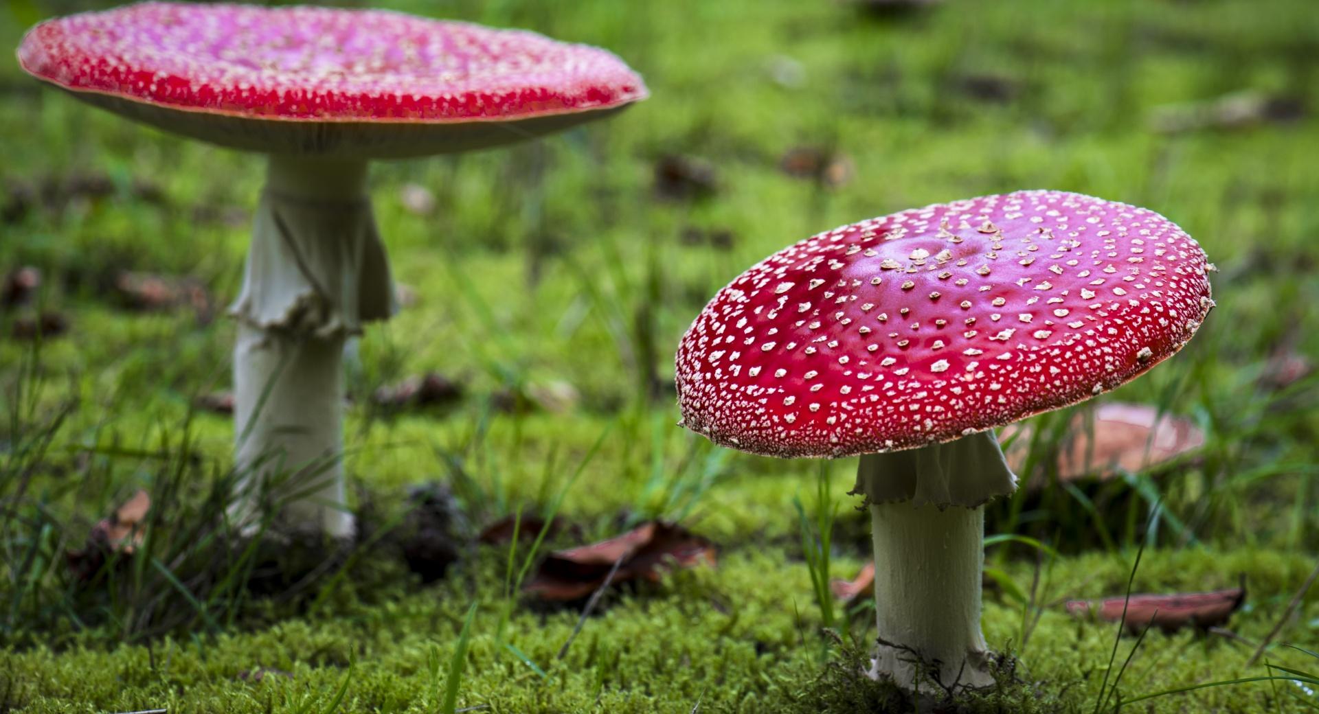 Amanita Muscaria Fly Agaric Mushrooms wallpapers HD quality