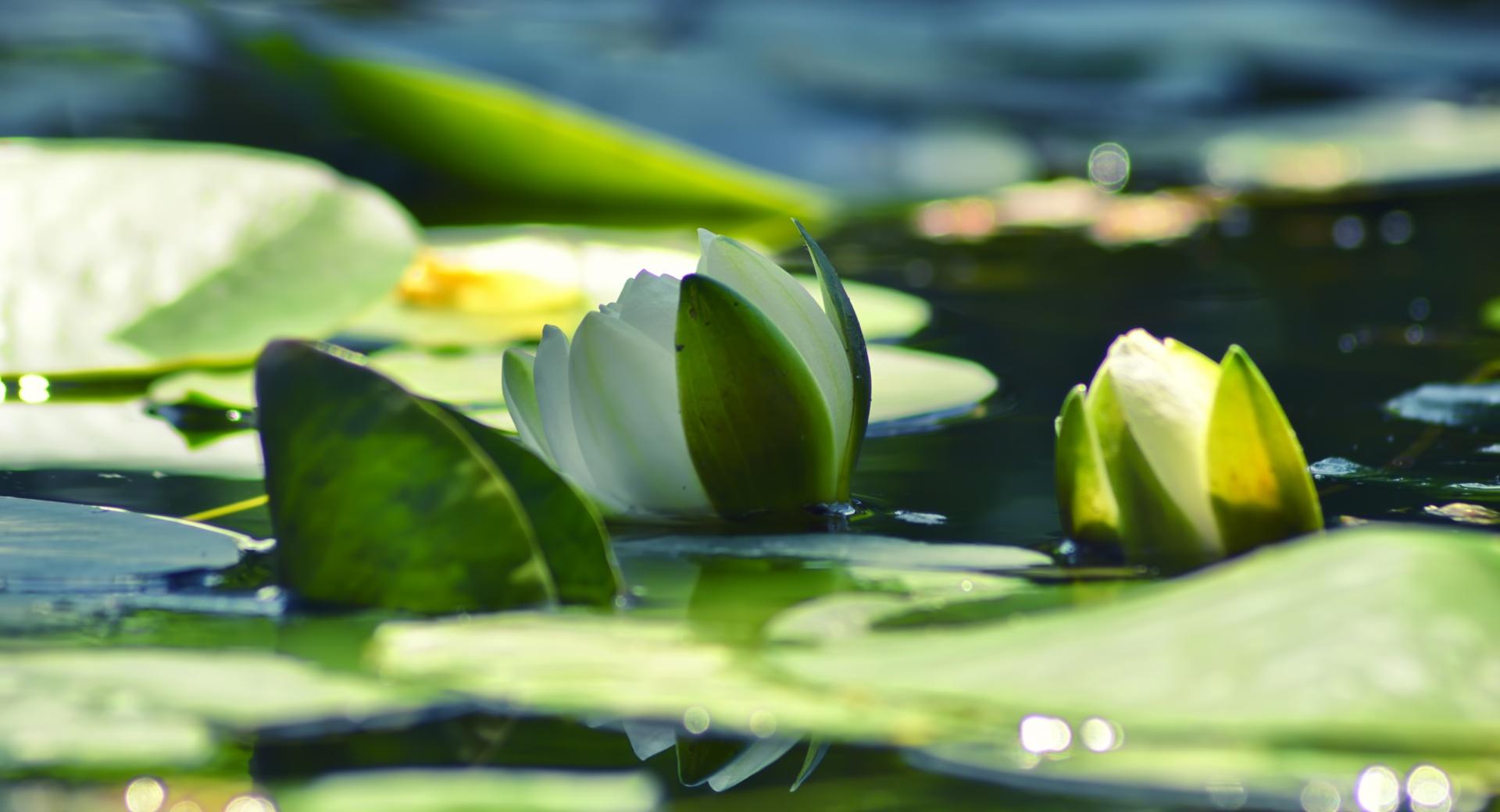 Armenia, Water Lily at 640 x 1136 iPhone 5 size wallpapers HD quality