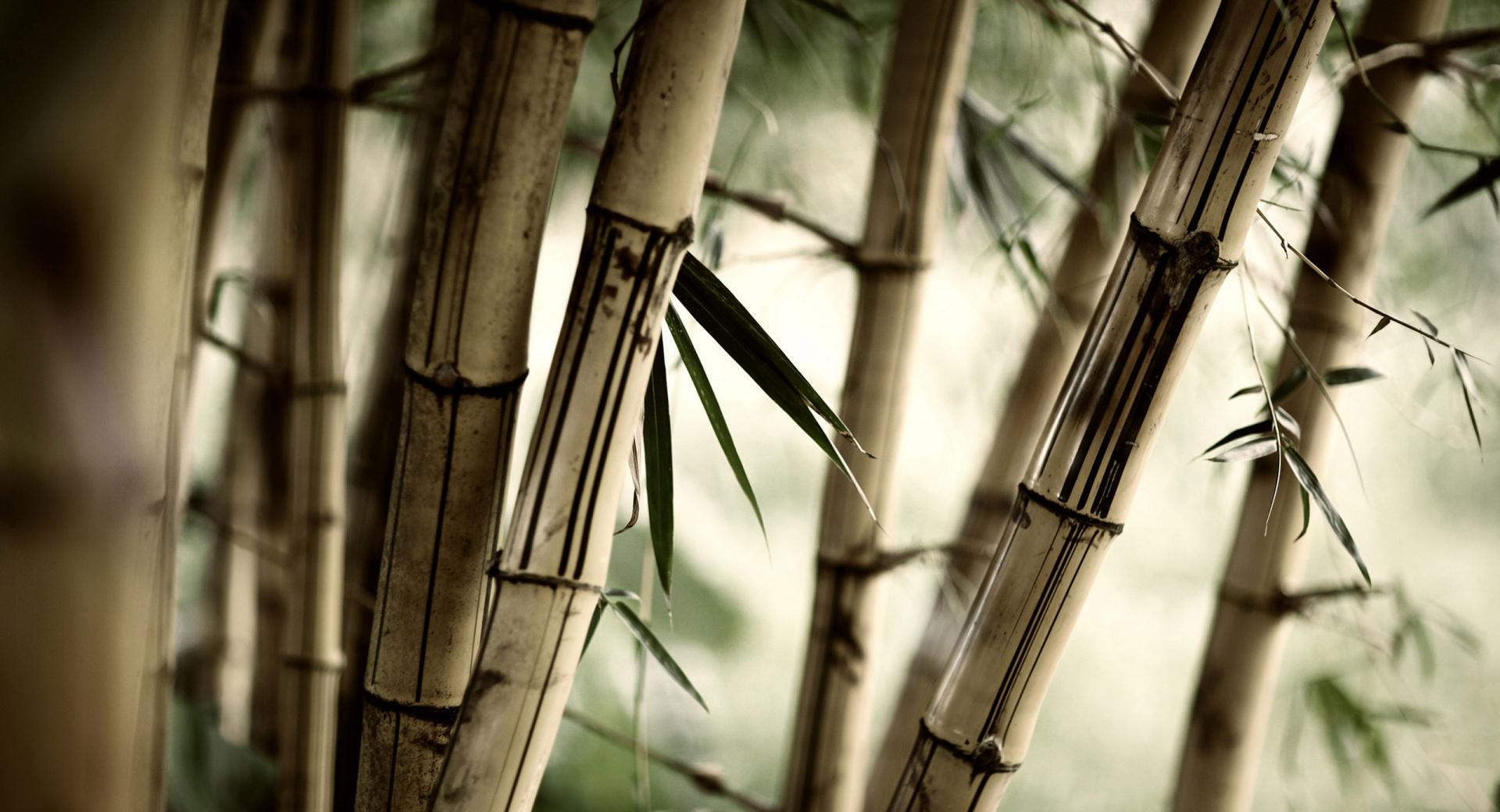 Bamboo Stalks wallpapers HD quality