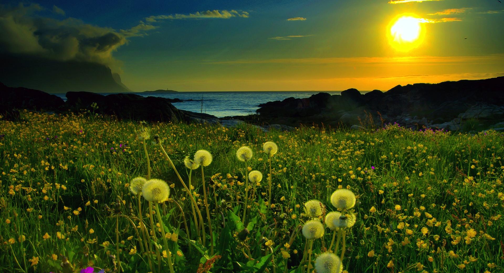 Beach Meadow wallpapers HD quality