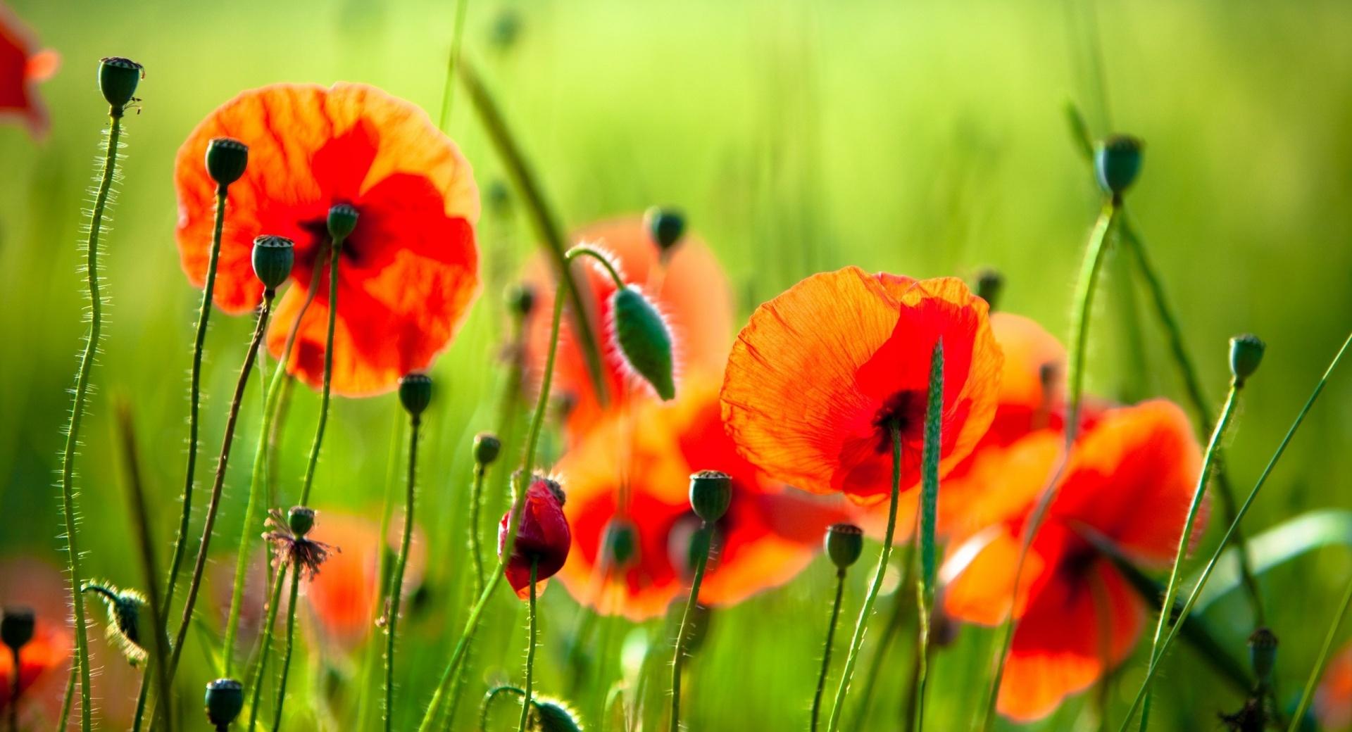 Beautiful Poppies wallpapers HD quality