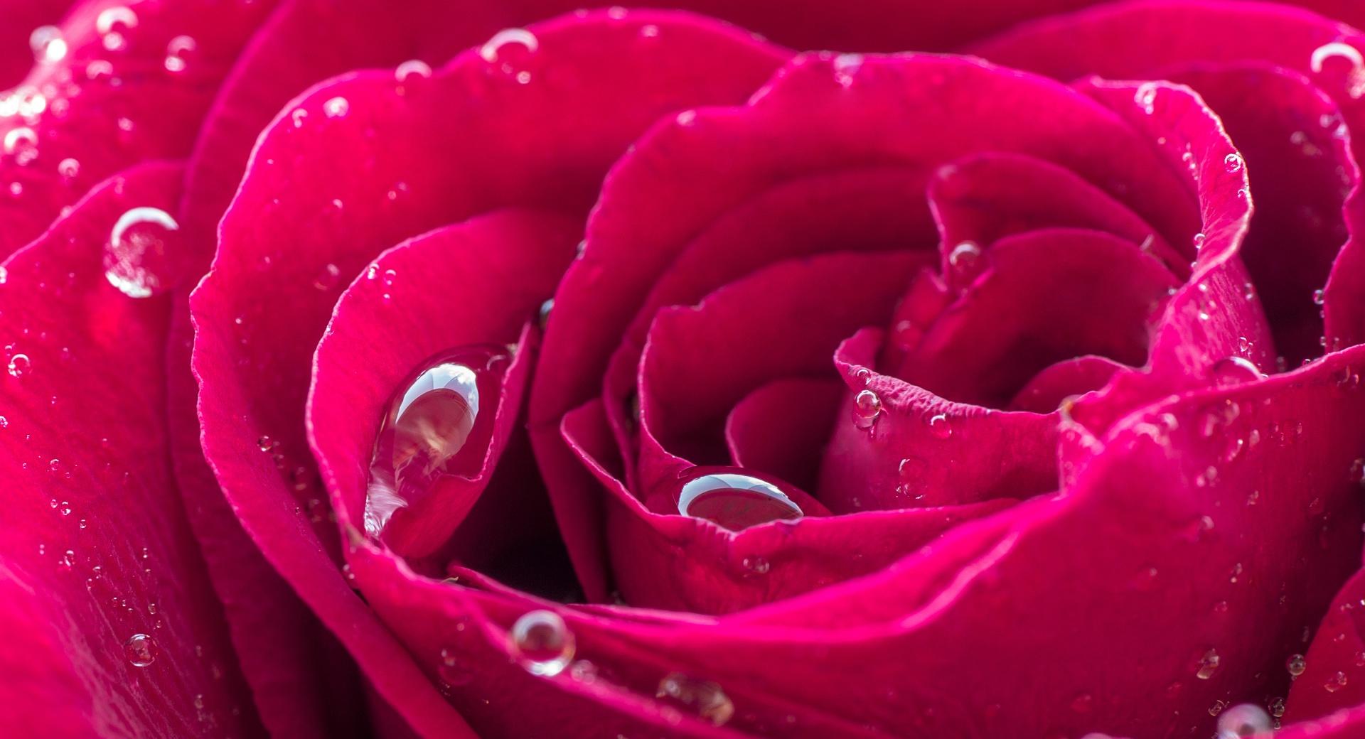 Beautiful Red Rose Dew Drops wallpapers HD quality