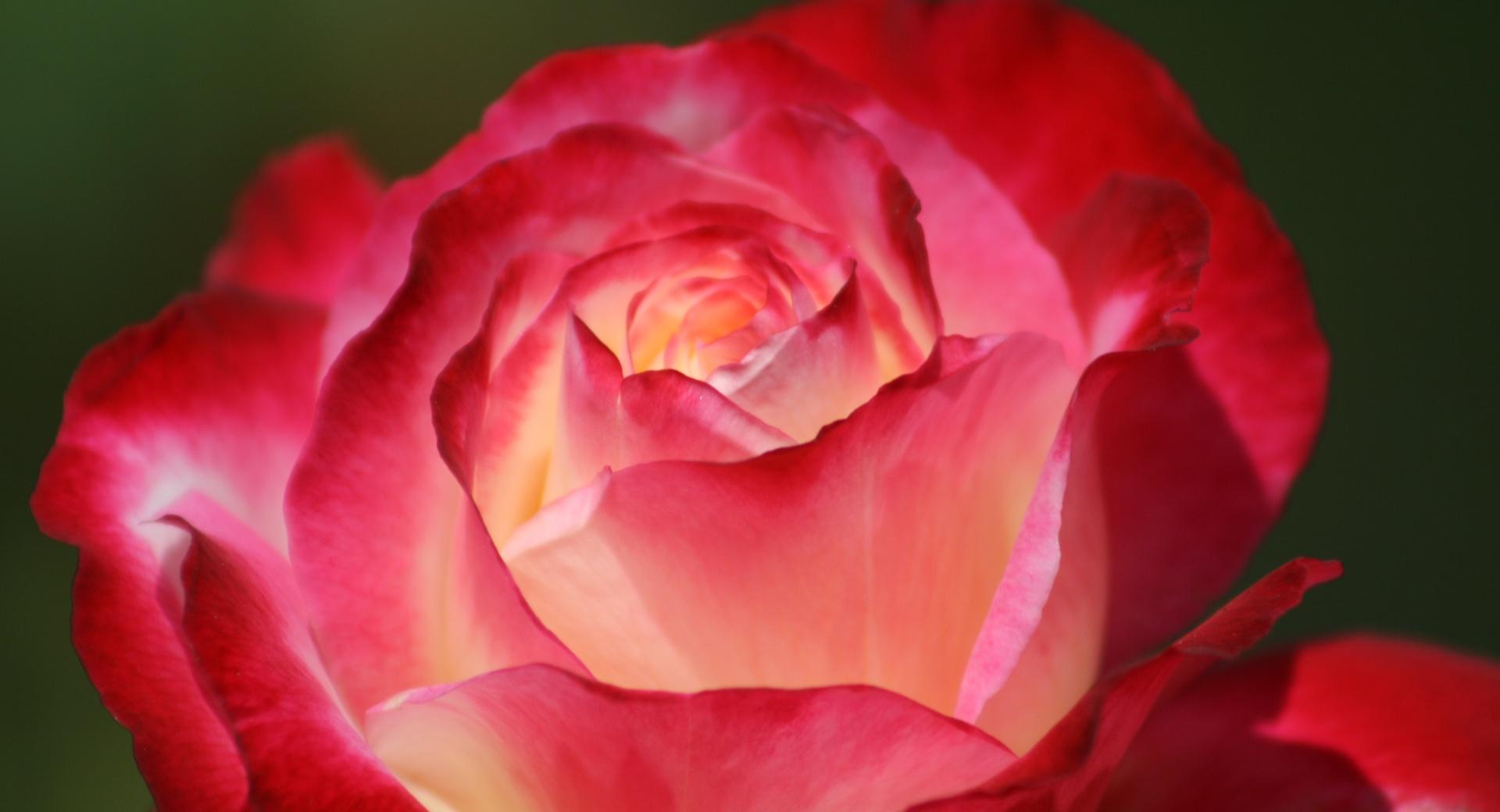 Beautiful Rose at 750 x 1334 iPhone 6 size wallpapers HD quality
