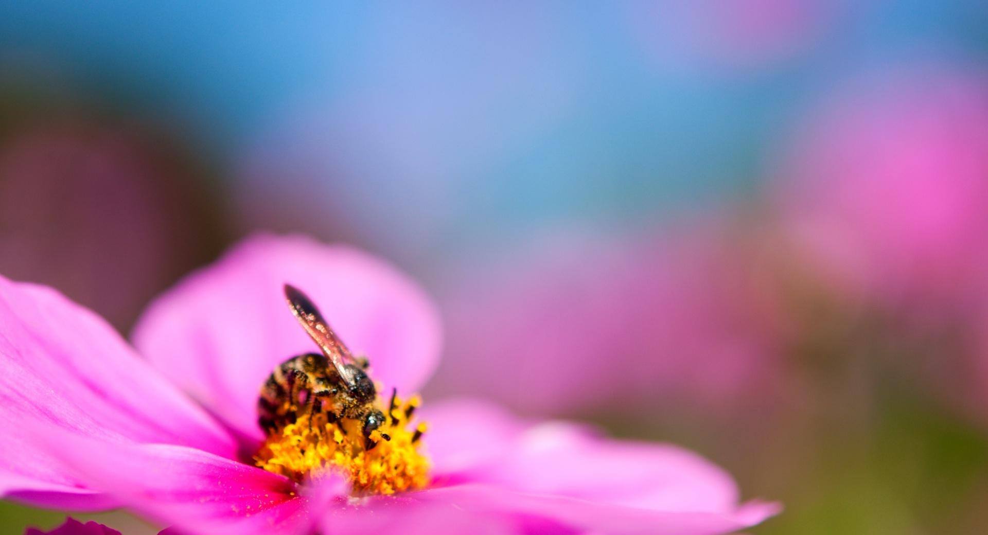 Bee On A Cosmos Flower wallpapers HD quality