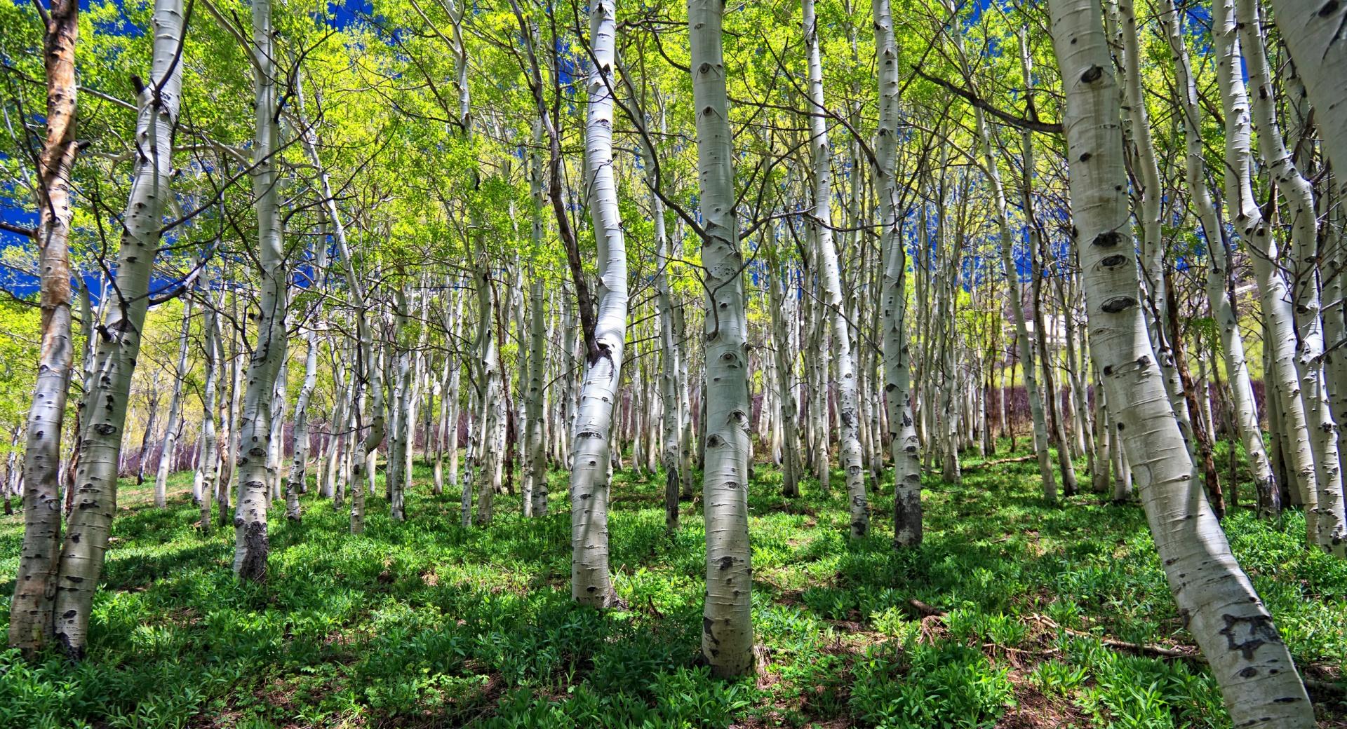 Birch Grove at 1334 x 750 iPhone 7 size wallpapers HD quality