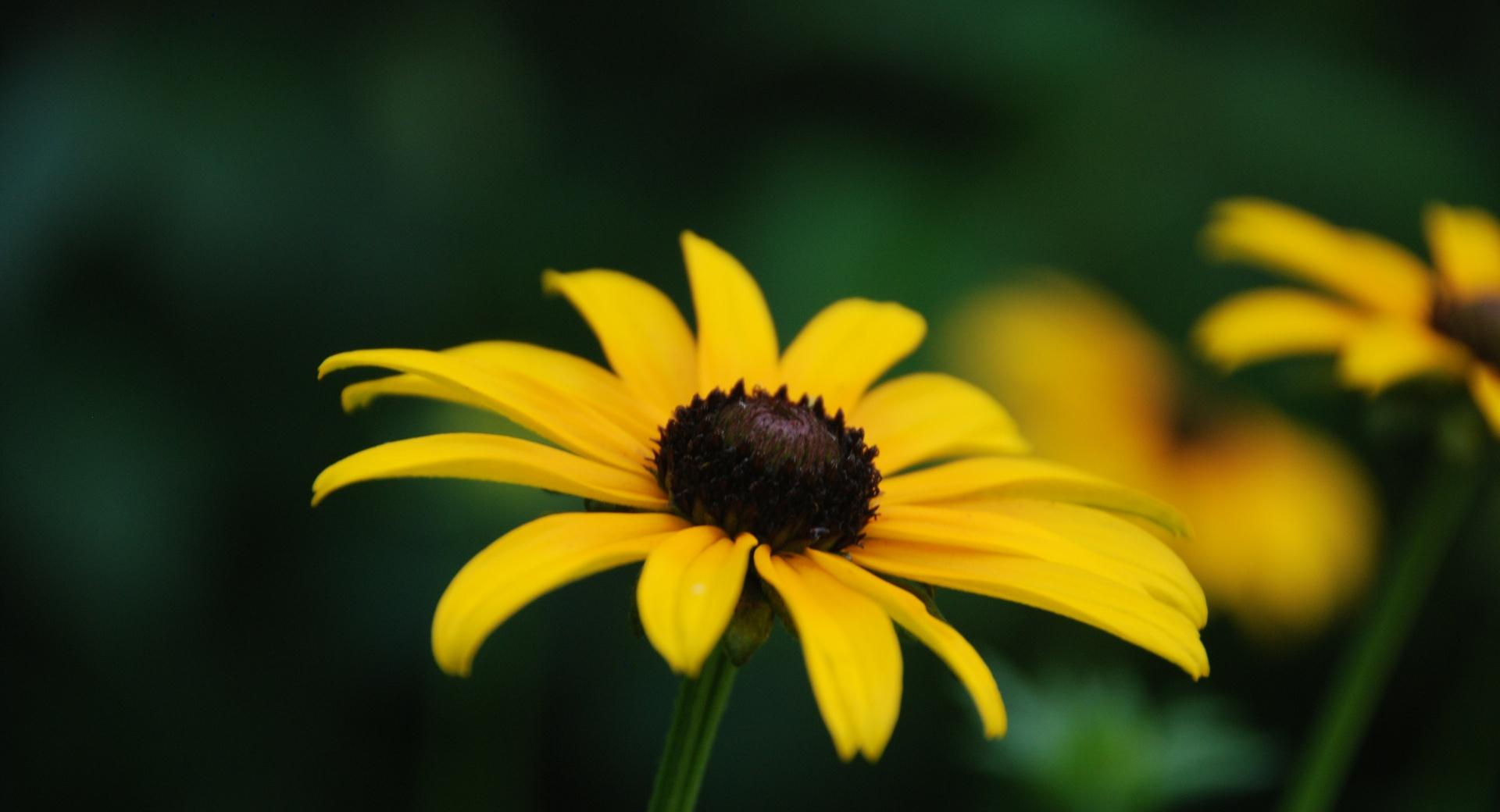 Black Eyed Susan Bloom Stage at 1024 x 1024 iPad size wallpapers HD quality