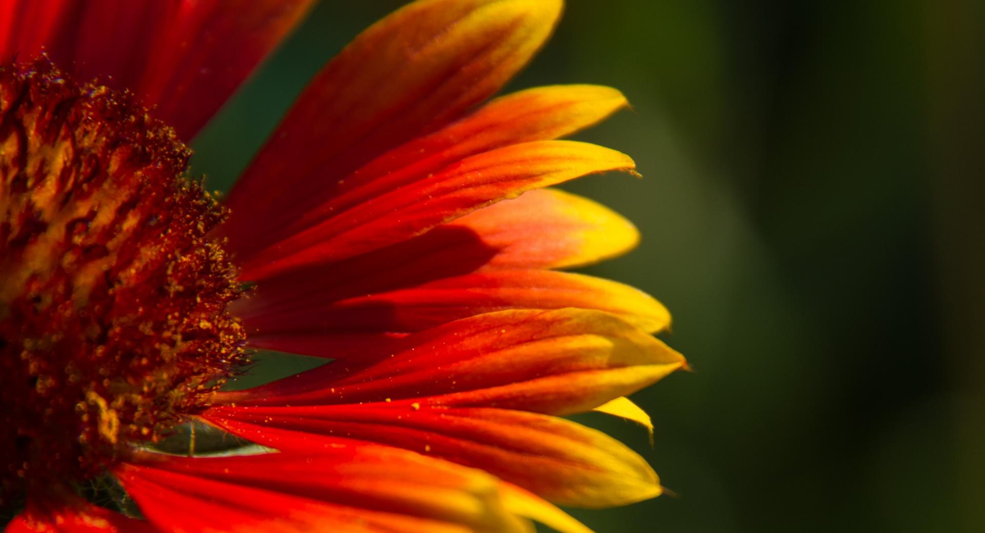 Blanket Flower at 1600 x 1200 size wallpapers HD quality