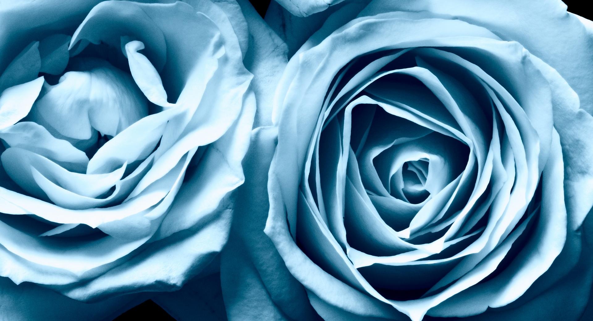 Blue Roses wallpapers HD quality