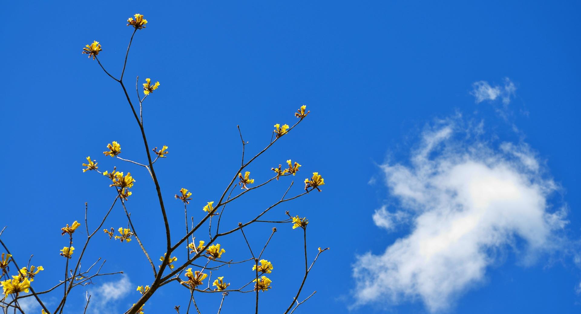 Blue Sky and Yellow Flowers at 1334 x 750 iPhone 7 size wallpapers HD quality