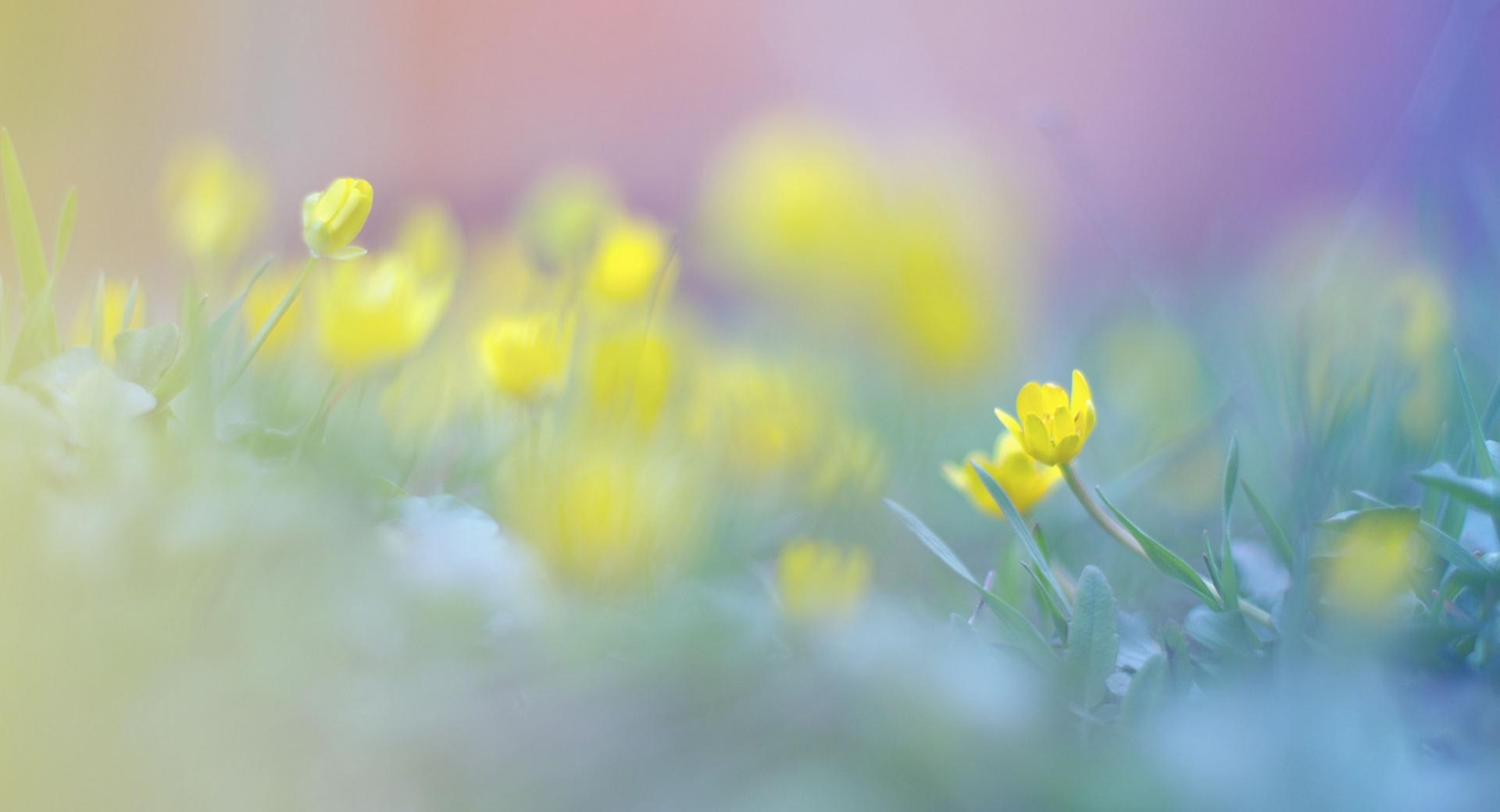 Blurred Flowers Image at 320 x 480 iPhone size wallpapers HD quality