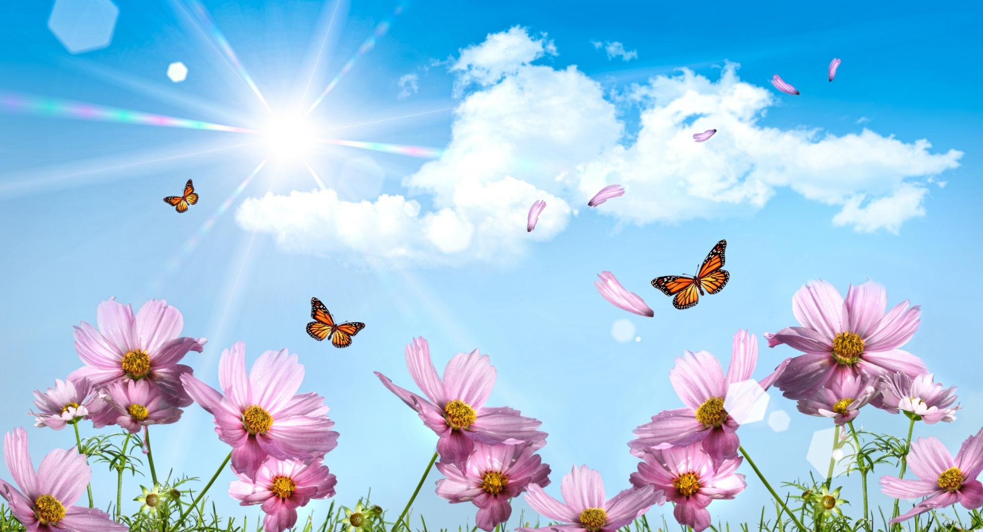Butterflies And Cosmos Flowers at 1600 x 1200 size wallpapers HD quality