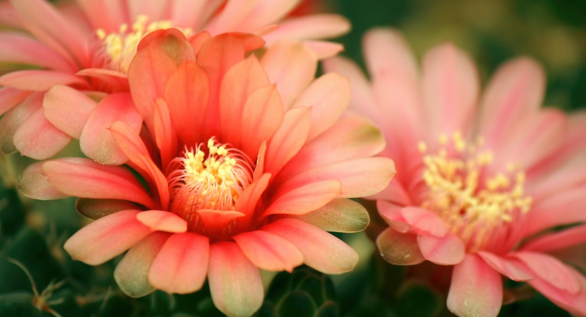 Cactus Flowers at 640 x 1136 iPhone 5 size wallpapers HD quality