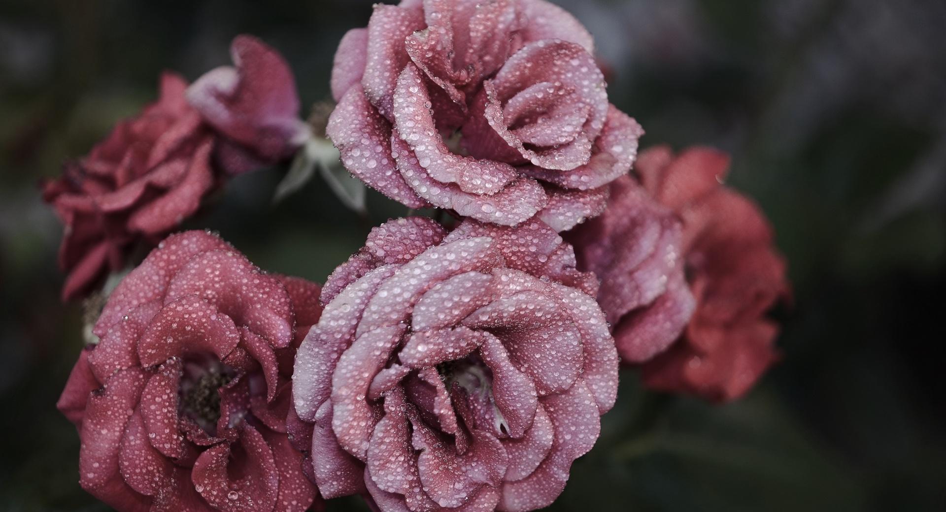 Cold Roses at 640 x 960 iPhone 4 size wallpapers HD quality