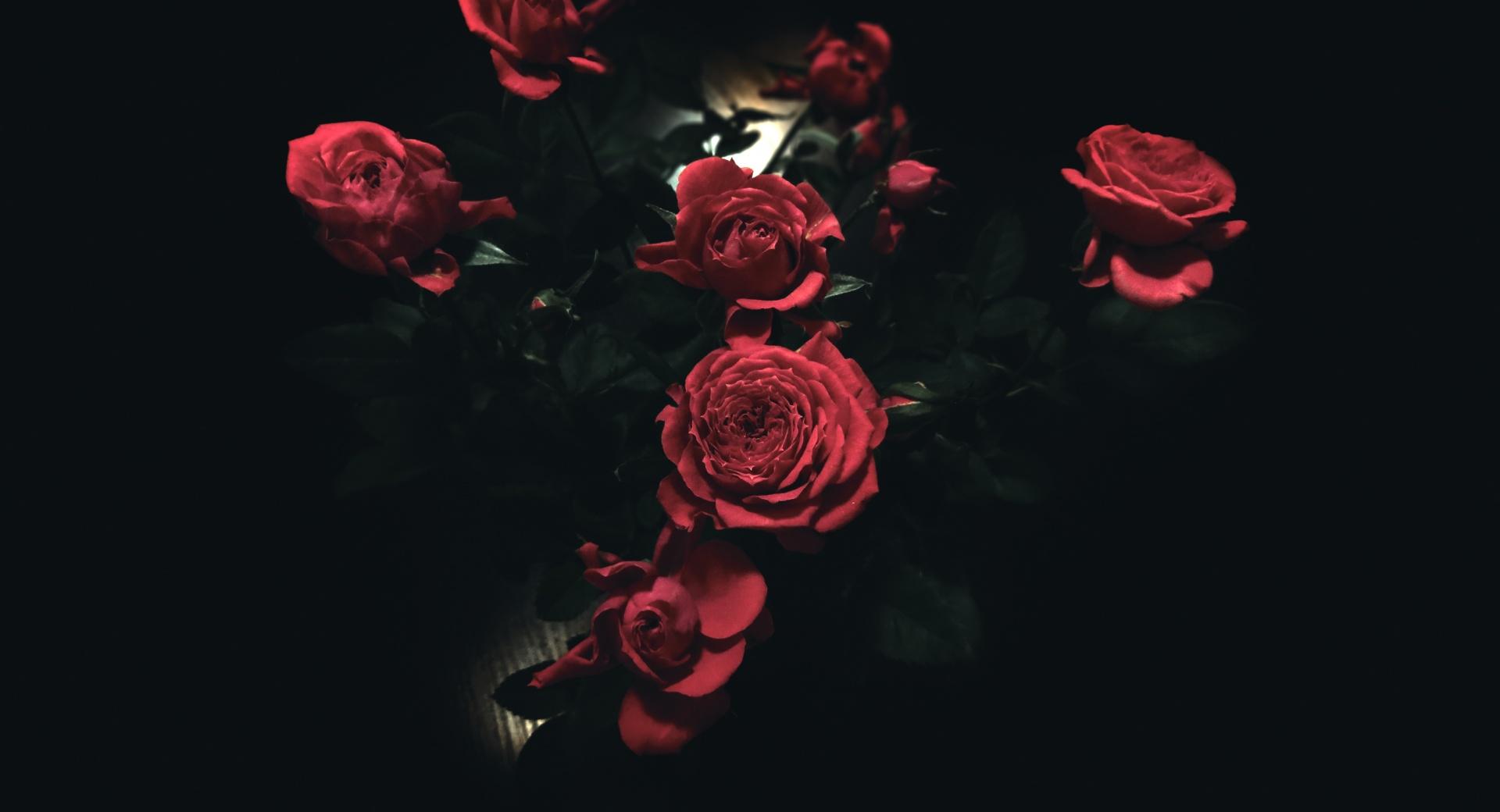 Dark Roses at 1024 x 1024 iPad size wallpapers HD quality