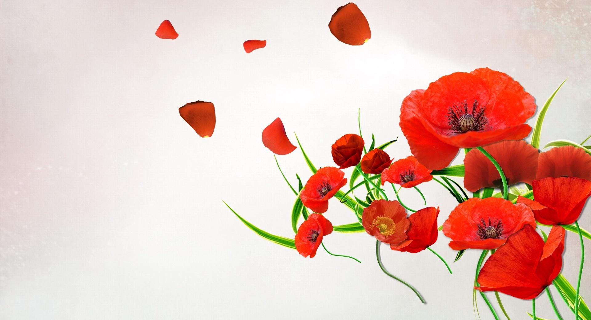 Desktop Poppies at 1024 x 1024 iPad size wallpapers HD quality