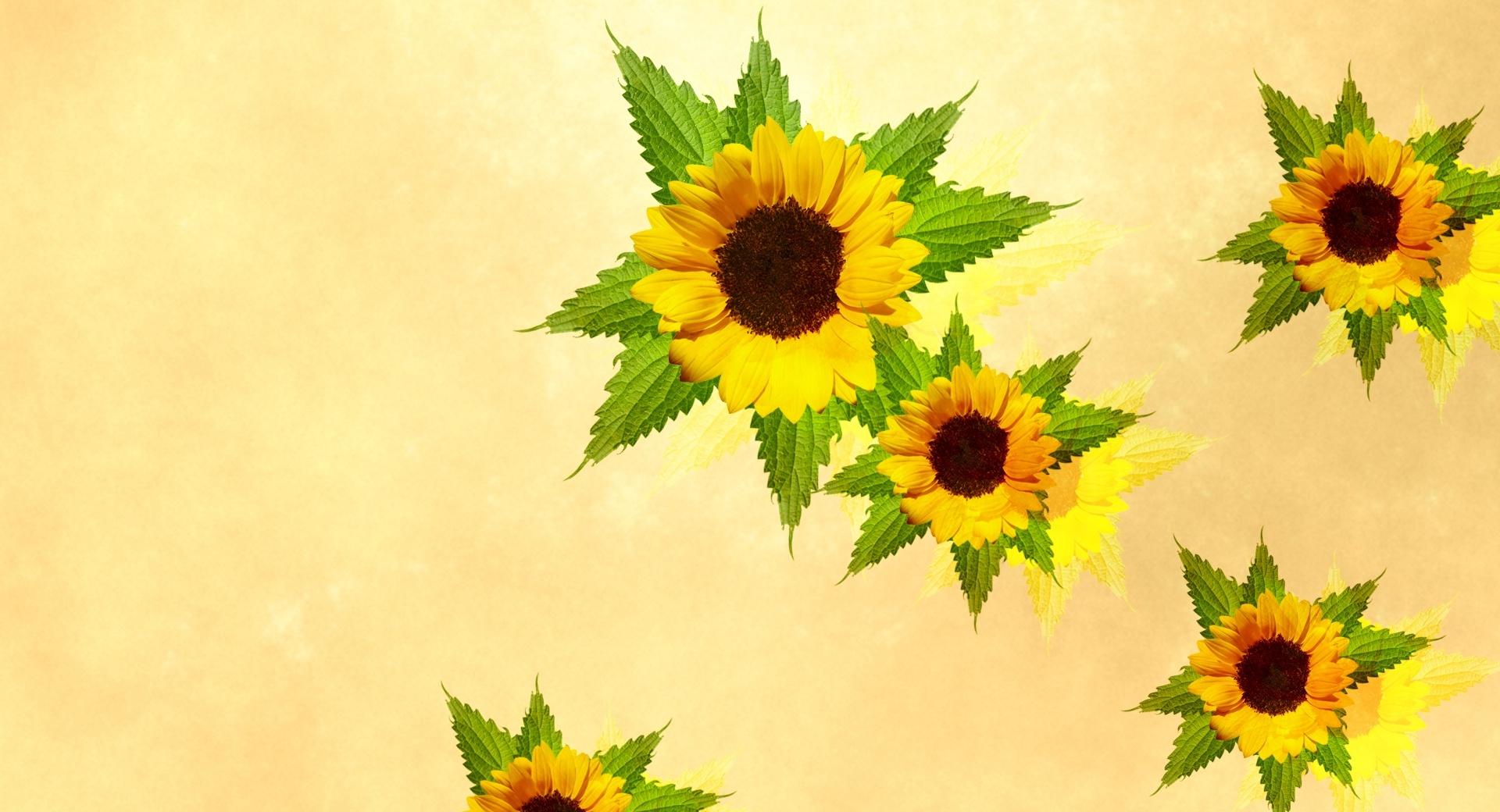 Desktop Sunflowers wallpapers HD quality