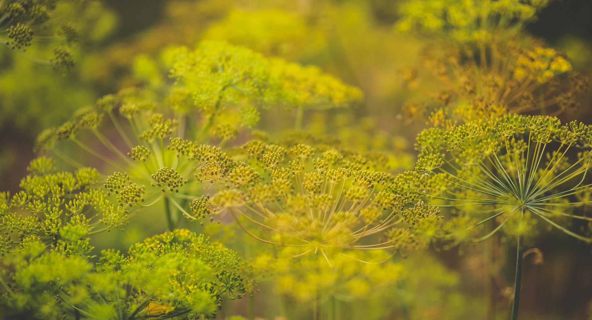 Dill Flowers wallpapers HD quality
