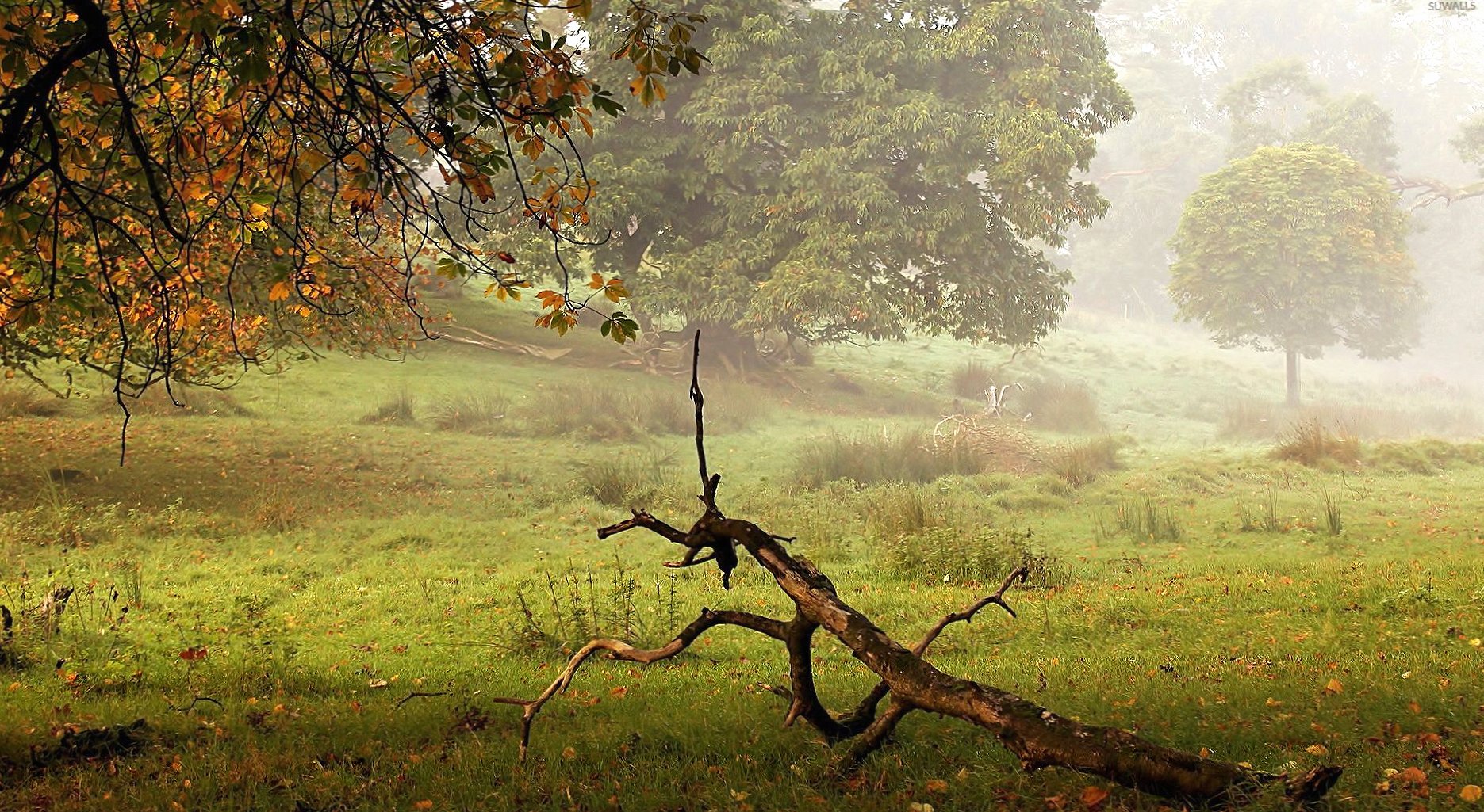 Dry tree log on the foggy field wallpapers HD quality