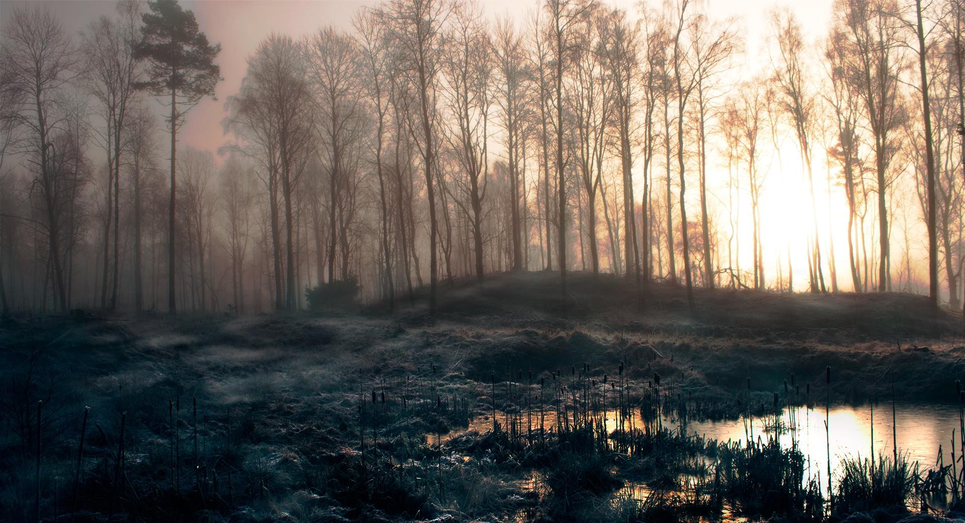 Early Morning Swamp wallpapers HD quality