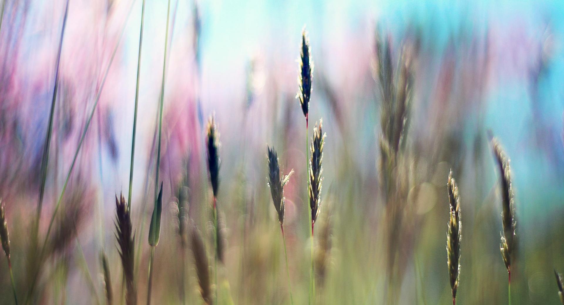 Field Grass at 640 x 1136 iPhone 5 size wallpapers HD quality